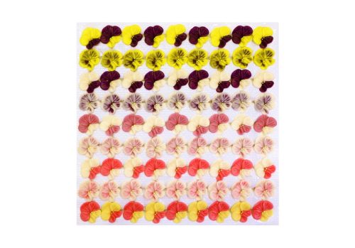 Pansy (81  pcs × approx. - 3 g)
