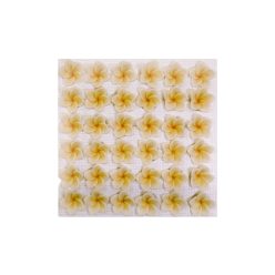 Frangipani (36  pcs × approx. - 11 g)